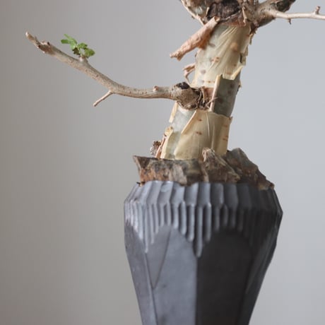 Bursera fagaroides × N/OH  no.51236