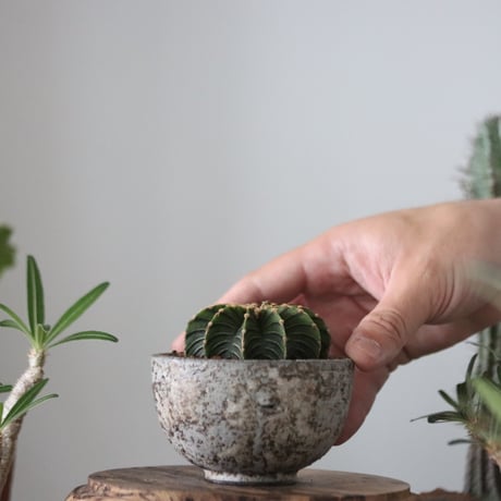 Gymnocalycium friedrichii LB2178 × たけろうポット   no.51204