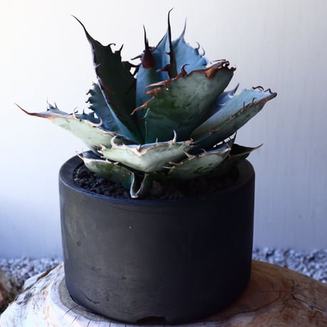 アガベ   ホワイトアイスブルー    Agave  titanota white ice blue   no.40709