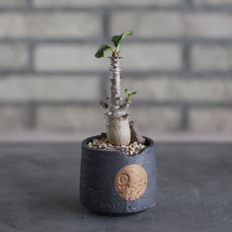 Pachypodium windsorii × N/OH (2.5号)  no.510/34