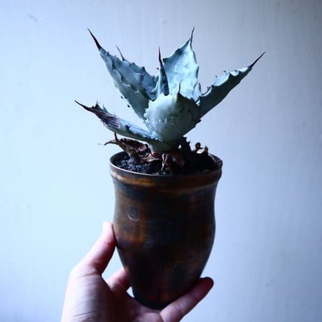 アガベ  白岳殿  Agave colorata 'Hakugakuden'       no.121518