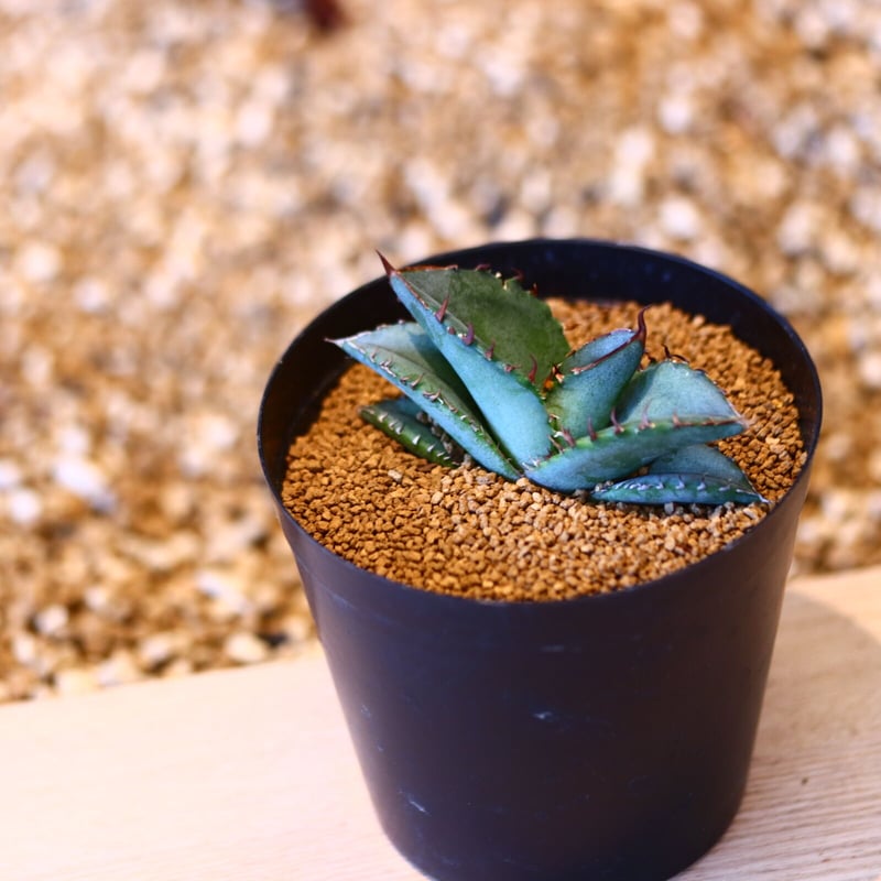 アガベ チタノタ 実生 / Agave titanota no. 50714 | 芽の巣山