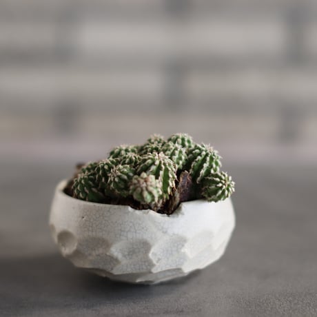 Euphorbia sepultap × N/OH (3号)  no.823-23