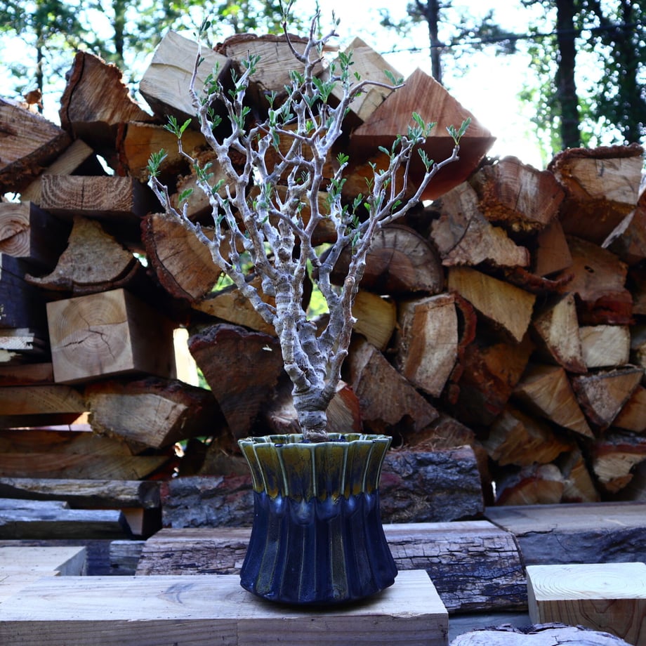 6097435dda019c1d9bc0b81a