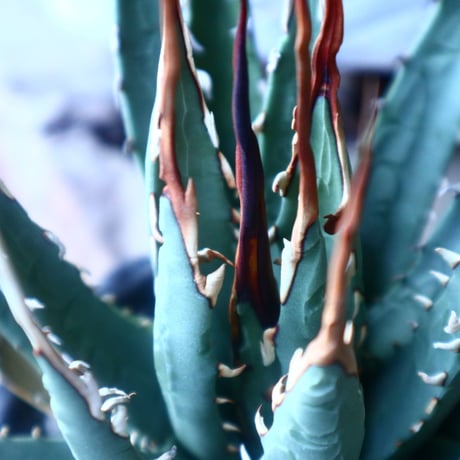 アガベ  ユタエンシス    エボリスピナ  Agave uthaensis var. eborispina   no.20201
