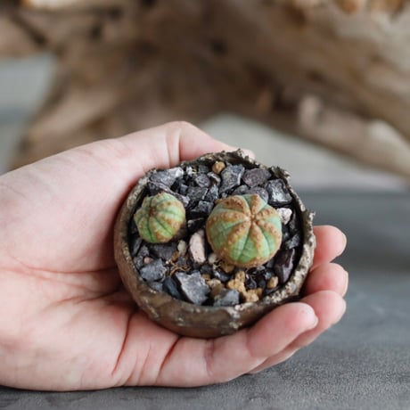 Euphorbia Obesa × takero pot (2号)  no.629-22