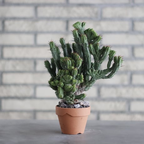 Euphorbia kamponii (紅彩閣 綴化) / South Africa / T.W. × YAMABACHI (3号) no.329/46