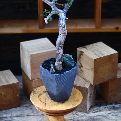 コミフォラ モンストローサ／Commiphora monstrosa   no.100353