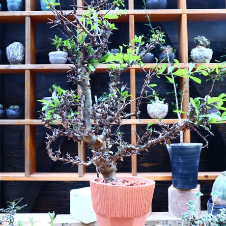 コミフォラ クア ／Commiphora kua    no.72548
