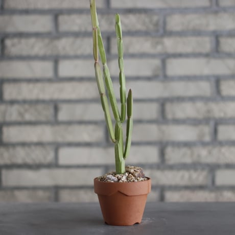 Euphorbia sipolisii (シポリシー) / T.W. × YAMABACHI (3号) no.329/39