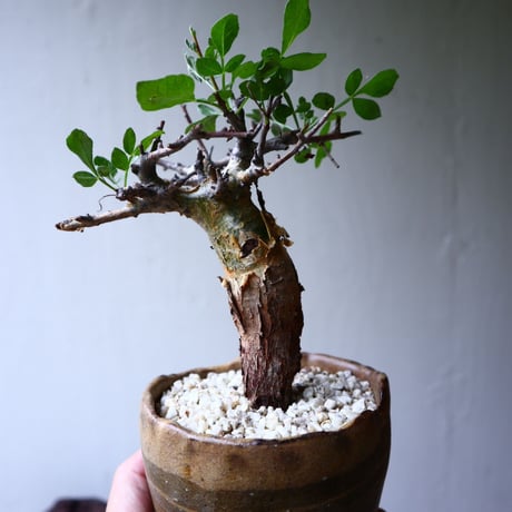 コミフォラ   ピンネイトリーブス  commiphora pinnate leaves no.71418