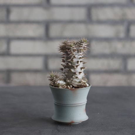 Pachypodium Makayense × TAKERO POT (2.5号)  no.614/12