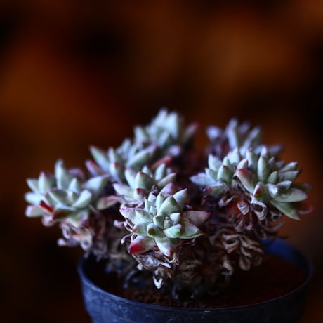 ダドレア グリーニー Dudleya greenei  no.111531②