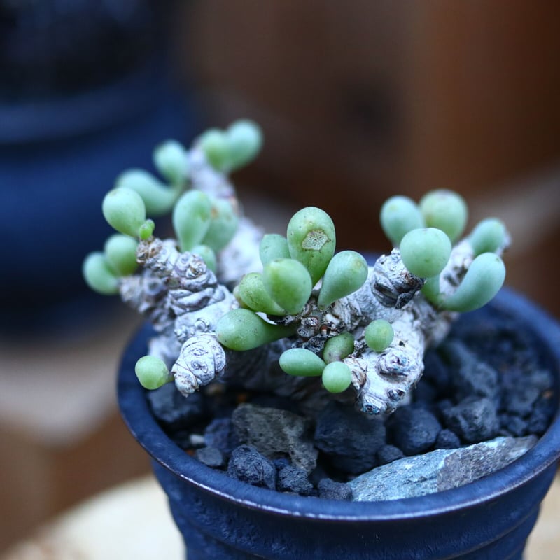 オトンナ クラビフォリア／Othonna clavifolia no.12318 |