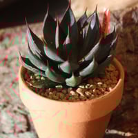 アガベ コンフェデレート ローズ Agave hybrid “Confederate Ro