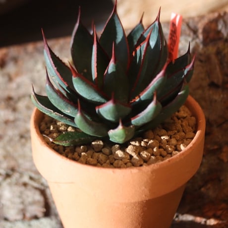 ホリダ/スタイルオブチカタグ付きM&M鉢付き ホリダ/スタイルオブチカタグ付きM&M鉢付き