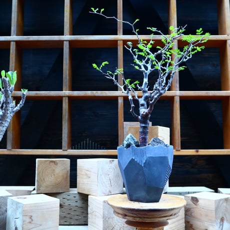 コミフォラ モンストローサ   Commiphora monstrosa   no.81541
