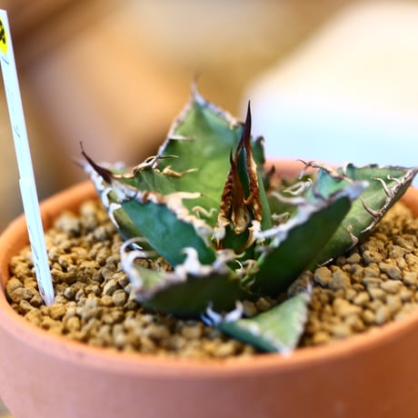 agave titanota caesar × YAMABACHI    no.123168