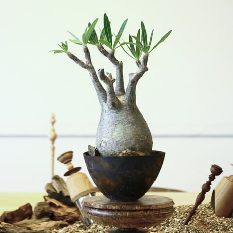パキポディウム  グラキリス / Pachypodium  gracilius   no.52107