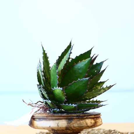Agave horrida / Style of Chika   no.1015/8