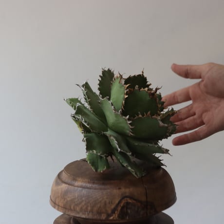 U.S. filigree (Agave titanota filigree) / Style of Chika　no.1227-50