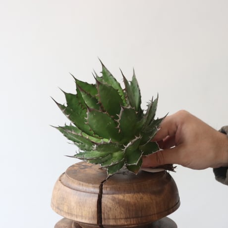U.S. horrida (Agave horrida) / Style of Chika　no.1227-21