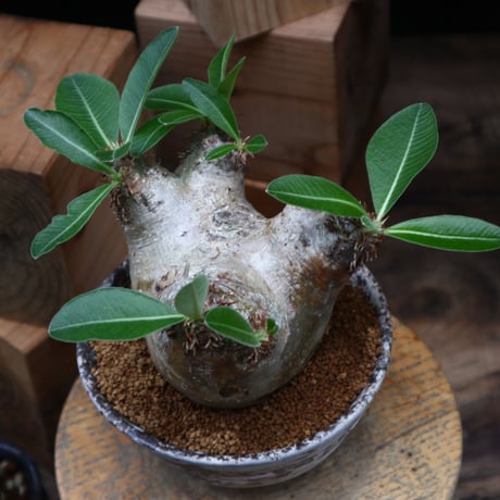 パキポディウム デンシフローラム ／Pachypodium densiforum    no.82809