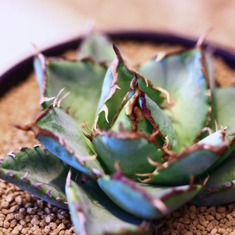 アガベ チタノタ フィリグリー / Agave titanota "Filigree crested    no.42317