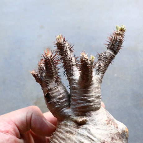 パキポディウム グラキリス 抜苗  Pachypodium rosulatum var. gracilius no.92934