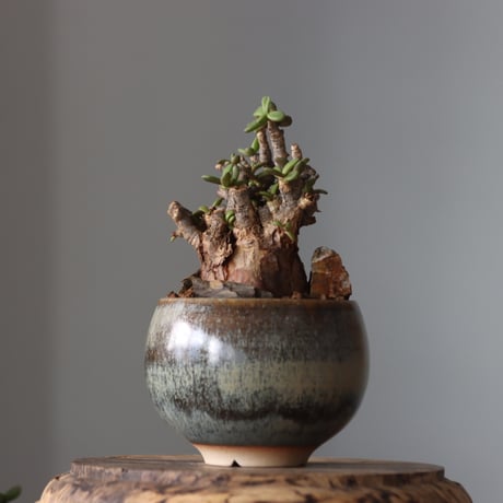 Ceraria pygmaea × 中川智治   no.61644