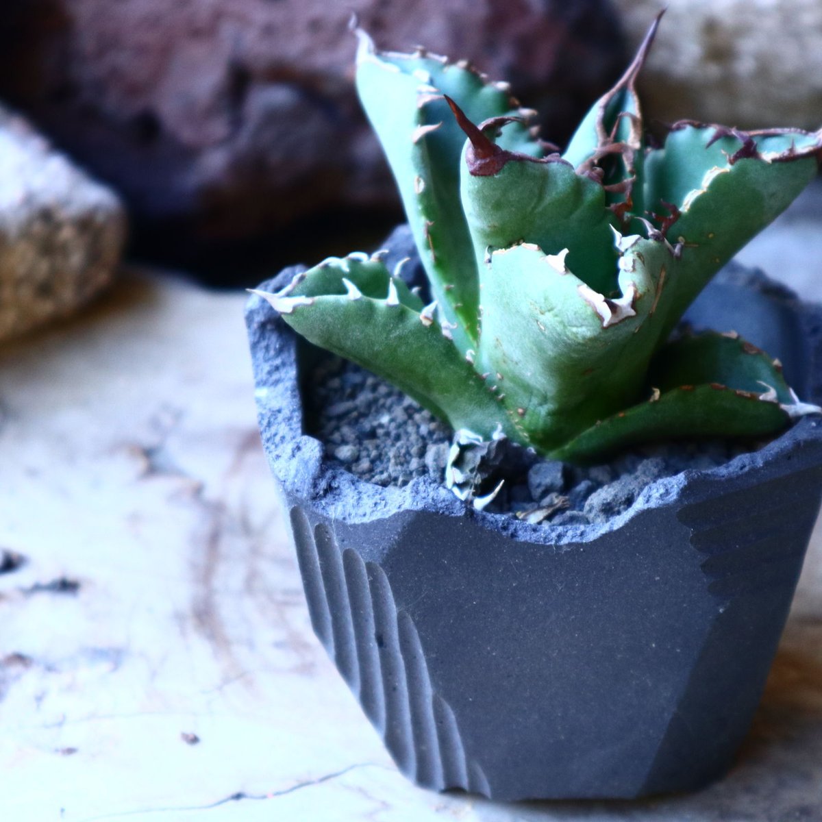 アガベ　チタノタ　国産 アガベ チタノタ Agave titanota no.32206 | 芽の巣山