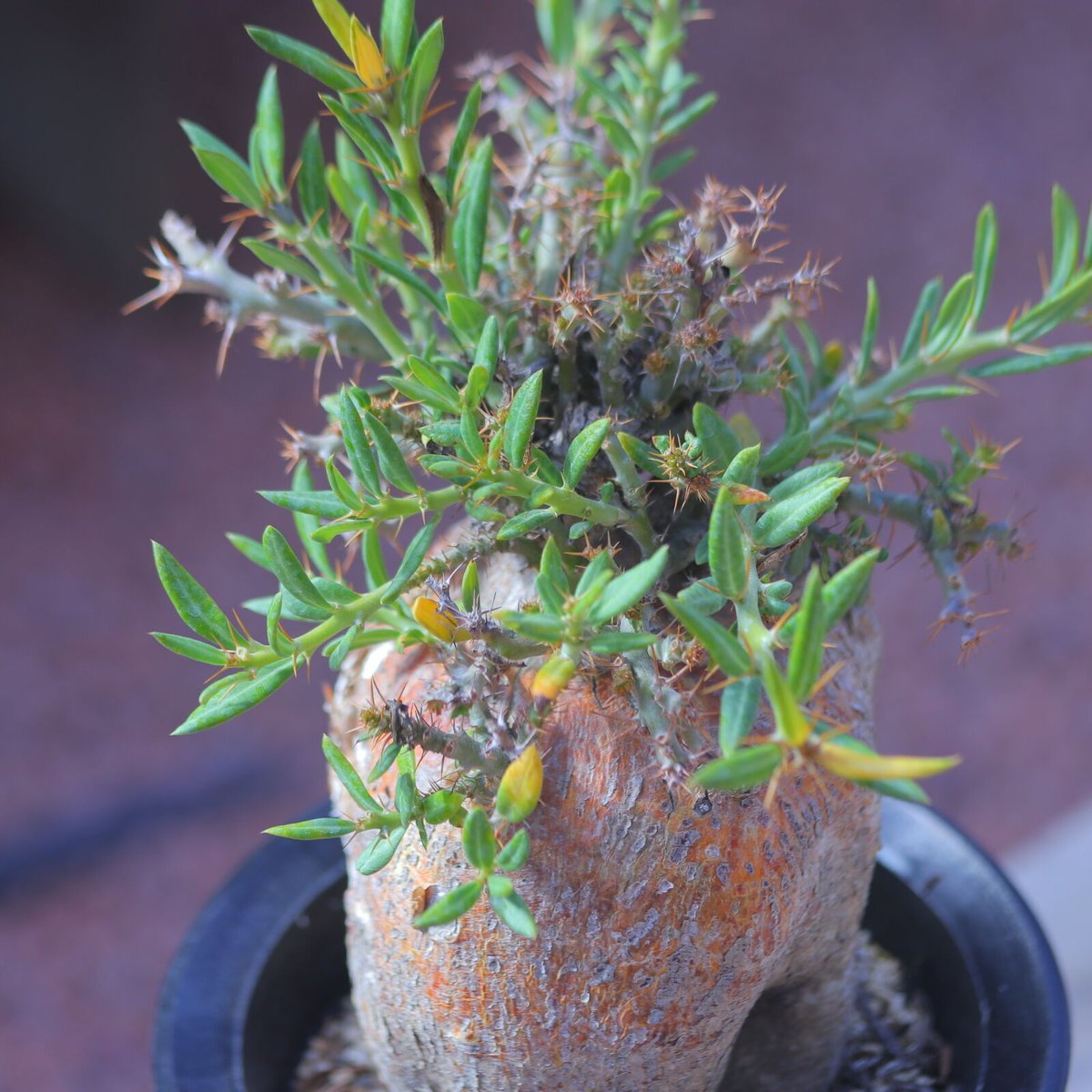 パキポディウム ビスピノーサム Pachypodium bispinosum no