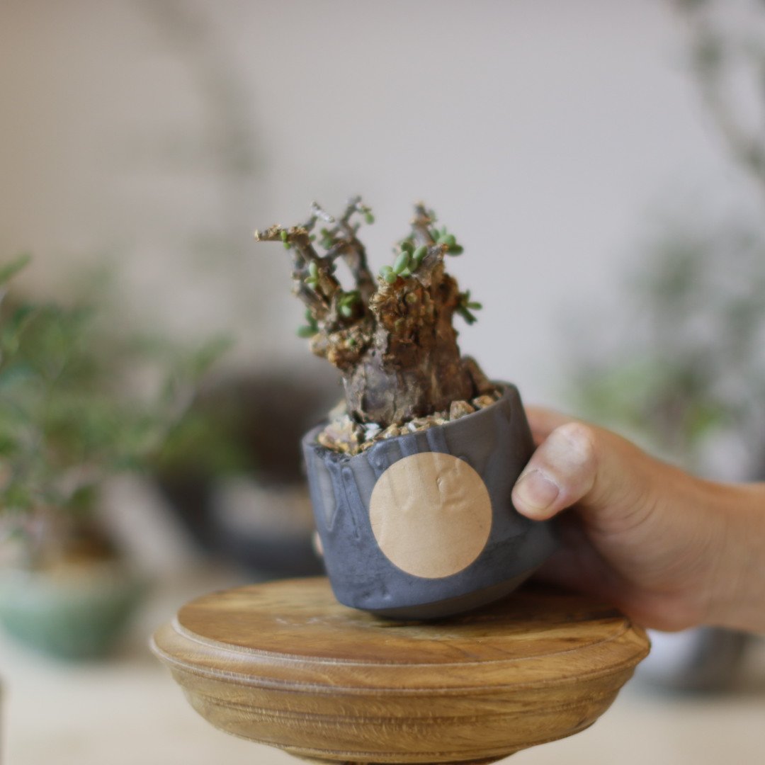 Ceraria pygmaea × N/OH (2.5号) no.1123/23 | 芽の巣山