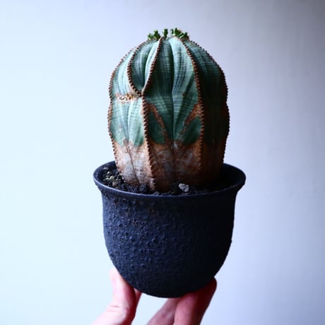 ユーフォルビア  オベサ   Euphorbia obesa   no.20316