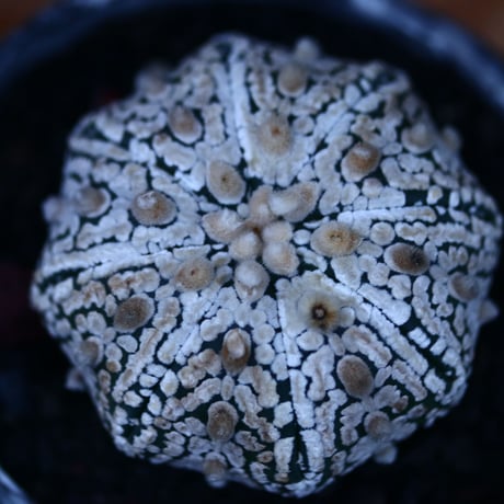 アストロフィツム   スーパー兜／Astrophytum asterias 'Super Kabuto'   no.122675