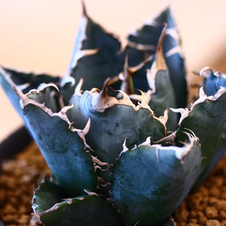 【9/9入荷未発根未活着ベアルート植込み】Agave titanota White Whale   no.100826