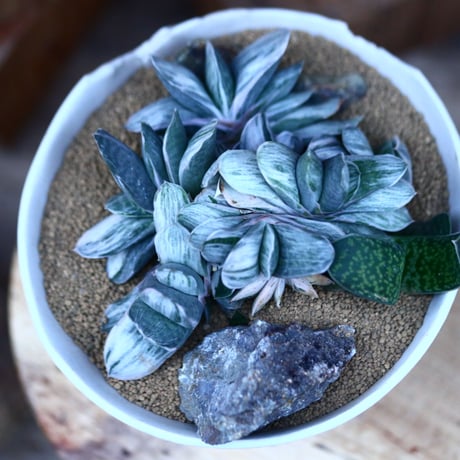 ガステリア 颯々の松／Gasteria ‘Kodakara' f. varieg.   no.13080