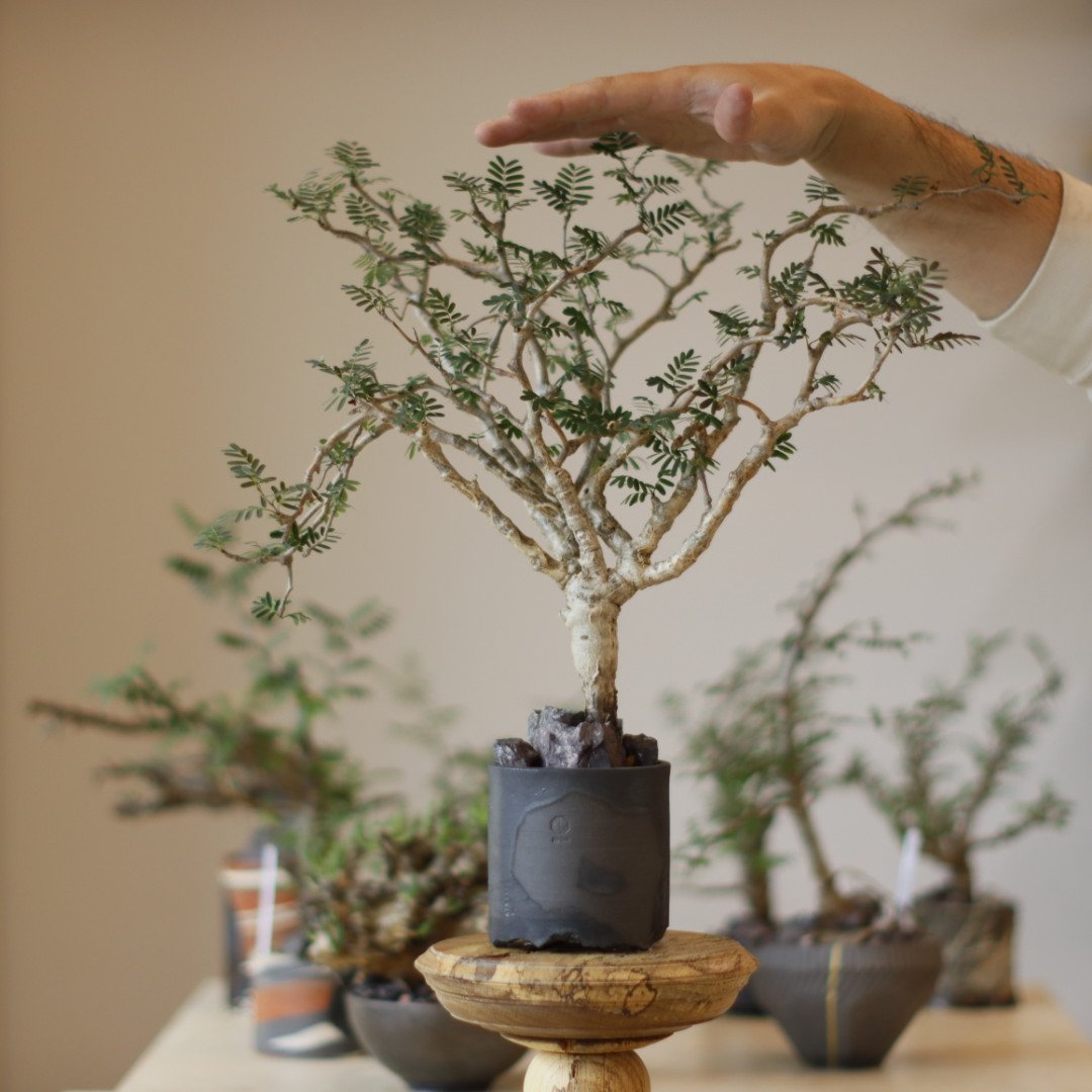 Senna meridionalis × N/OH (3号) no.1123/7 | 芽の巣山