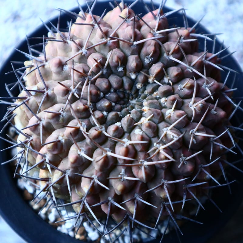 ギムノカリキウム 守殿玉 Gymnocalycium stellatum no.12151...