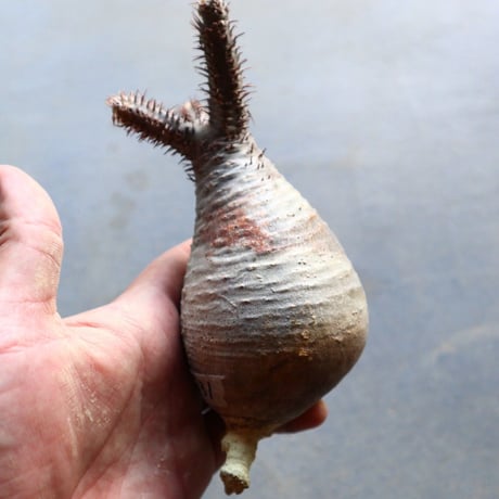 パキポディウム グラキリス 抜苗  Pachypodium rosulatum var. gracilius no.92931