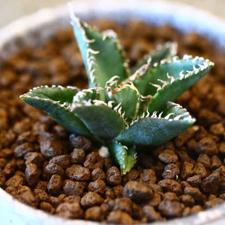 YAMABACHI ver. takero pot × Agave titanota "Filigree crested  no.102243