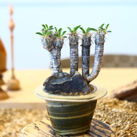 Euphorbia guillauminiana × Mie Maeda   no.90310