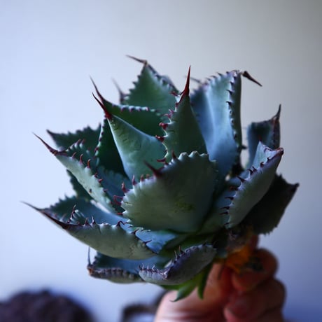 アガベ コンフェデレート ローズ   Agave hybrid “Confederate Rose”  no.42813