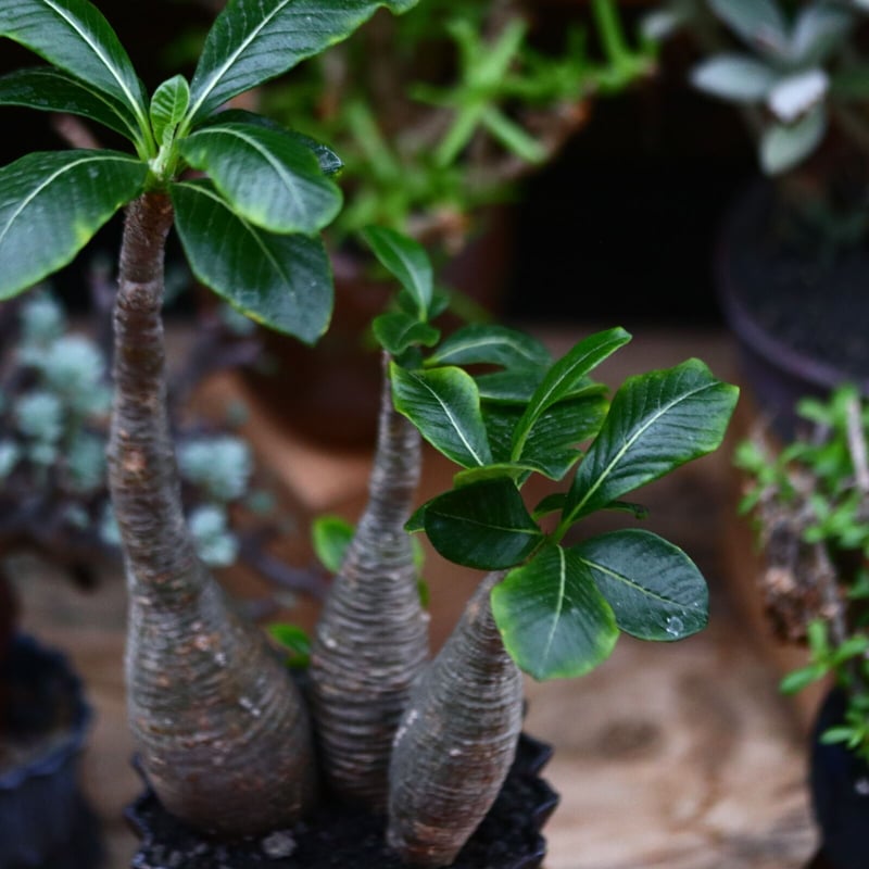 パキポディウム ウィンゾリー／Pachypodium baronii var. windsor