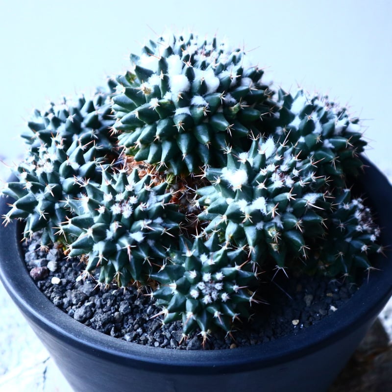 マミラリア　ブカレンシス　総柄　超極上斑 erusamu' フラワー・ガーデニング マミラリア ブカレンシス 総柄