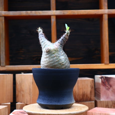 パキポディウム  グラキリス／Pachypodium  gracilius   no.50159