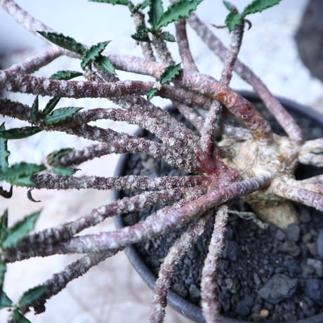 ユーフォルビア デカリー   Euphorbia decaryi   no.112408
