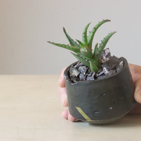 Aloe Castilloniae × N/OH (3号鉢)  no.426-4