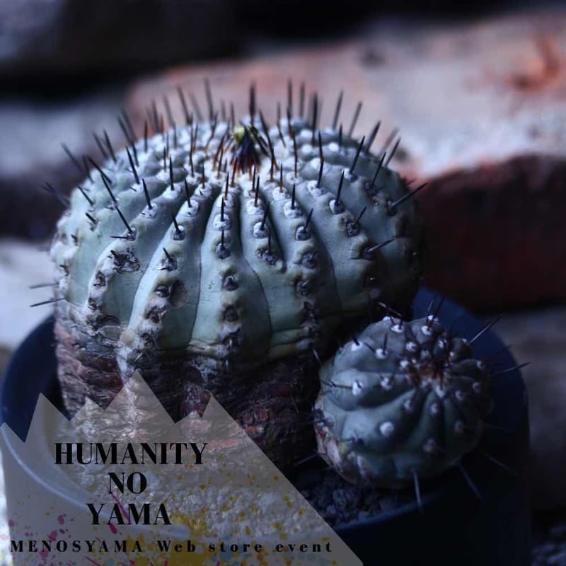 コピアポア 黒王丸 Copiapoa cinerea no.42677 | 芽の巣山