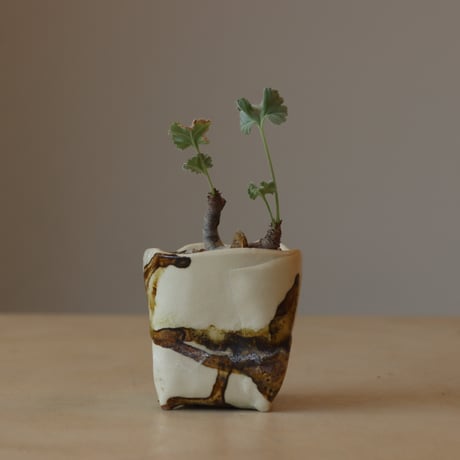 Pelargonium mirabile × 陶器鉢 (2.5号鉢)  no.412-10